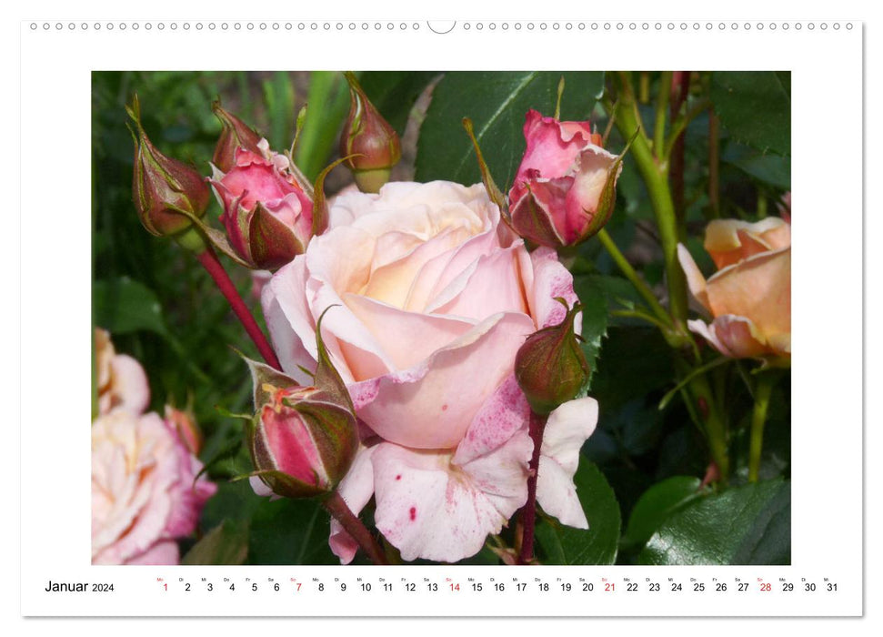 Rose bonheur (Calendrier mural CALVENDO Premium 2024) 