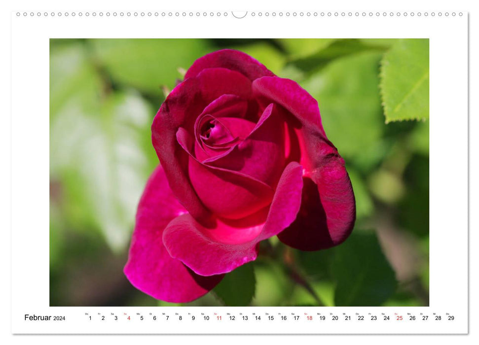 Rose bonheur (Calendrier mural CALVENDO Premium 2024) 