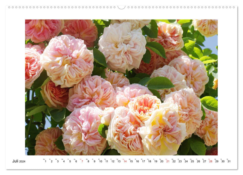 Rose bonheur (Calendrier mural CALVENDO Premium 2024) 