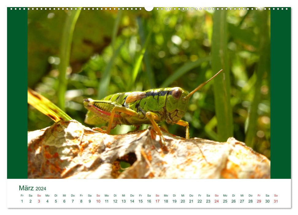 Specht, Frosch und Co - eine vielfältige Tierwelt (CALVENDO Wandkalender 2024)