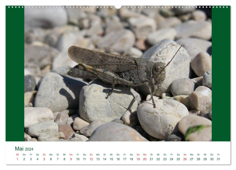 Specht, Frosch und Co - eine vielfältige Tierwelt (CALVENDO Wandkalender 2024)