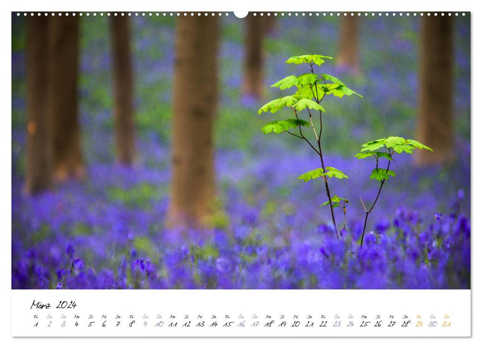 Dans le monde des arbres (Calendrier mural CALVENDO Premium 2024) 