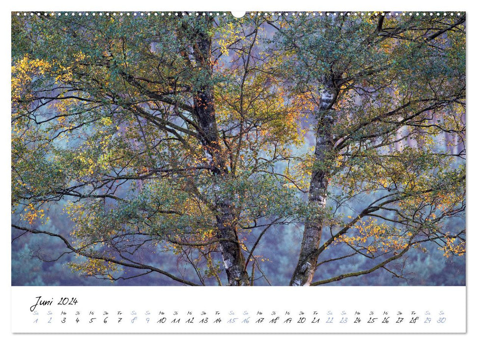 Dans le monde des arbres (Calendrier mural CALVENDO Premium 2024) 
