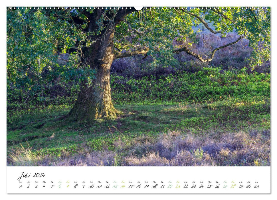 In der Welt der Bäume (CALVENDO Premium Wandkalender 2024)