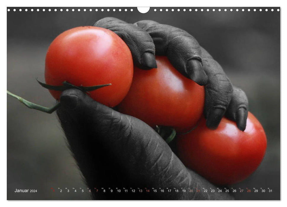 FRUITS &amp; LÉGUMES dans des mains de gorilles (calendrier mural CALVENDO 2024) 