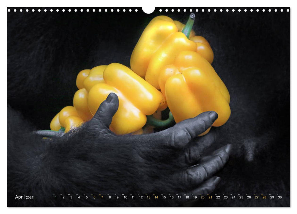 FRUITS &amp; LÉGUMES dans des mains de gorilles (calendrier mural CALVENDO 2024) 