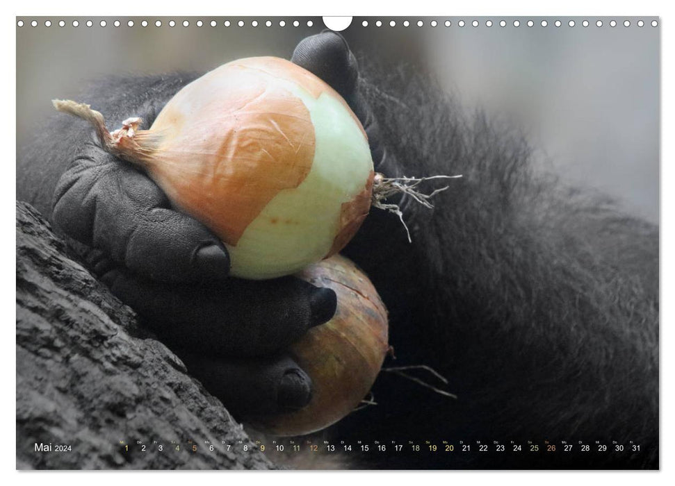 FRUITS &amp; LÉGUMES dans des mains de gorilles (calendrier mural CALVENDO 2024) 