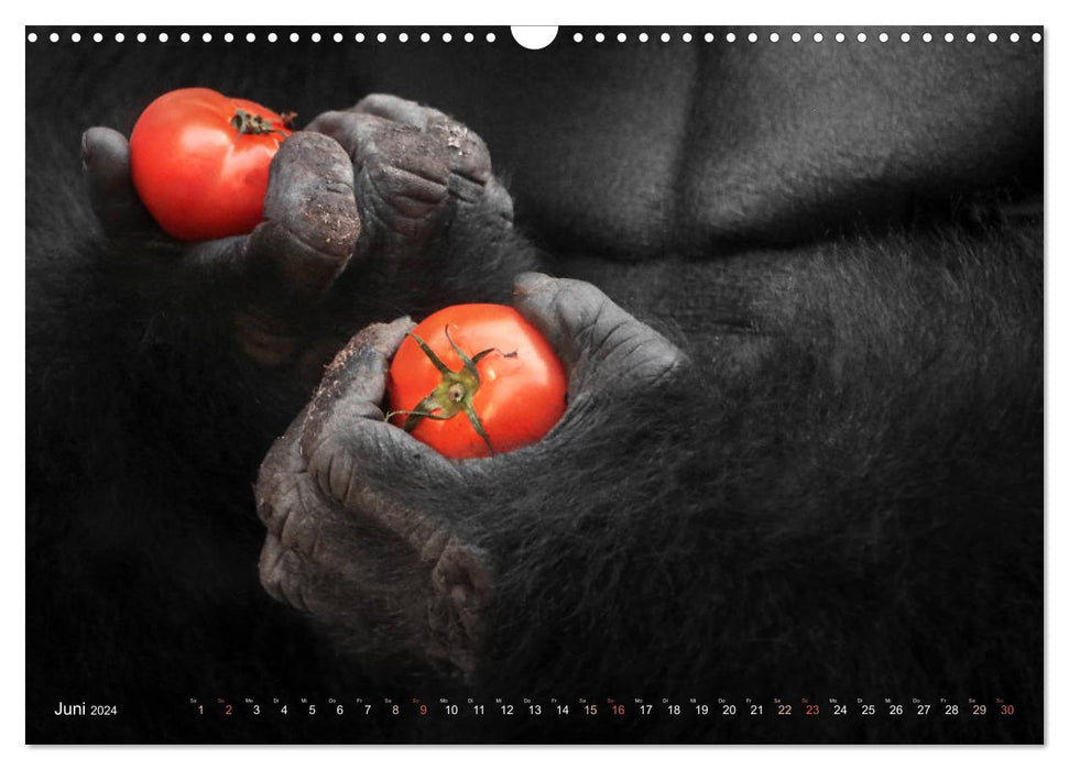 FRUITS &amp; LÉGUMES dans des mains de gorilles (calendrier mural CALVENDO 2024) 