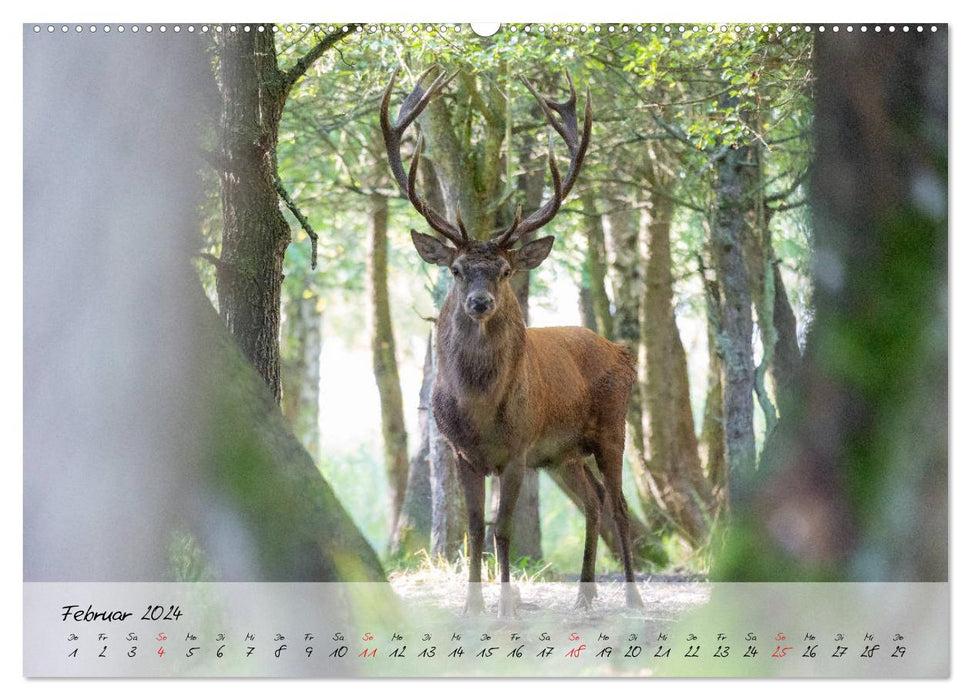 Rotwild - im Naturparadies der Mecklenburgischen Seenplatte (CALVENDO Premium Wandkalender 2024)