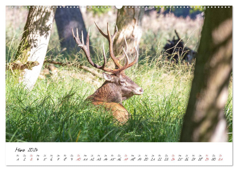 Cerf élaphe - dans le paradis naturel de la région des lacs du Mecklembourg (Calendrier mural CALVENDO Premium 2024) 