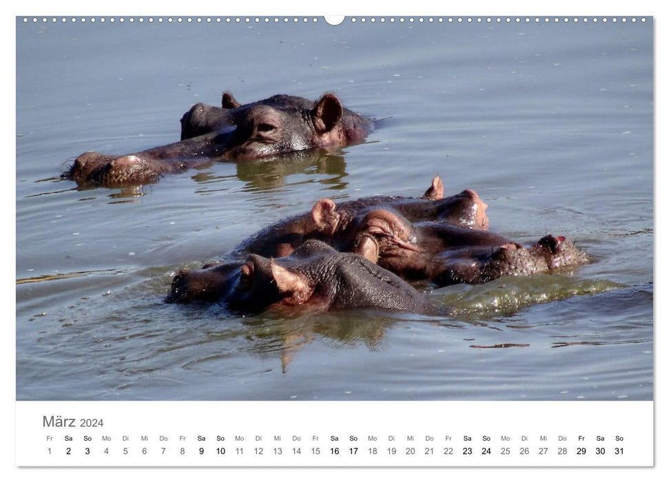 Afrique – Animaux dans le parc national Kruger (Calvendo Premium Wall Calendar 2024) 