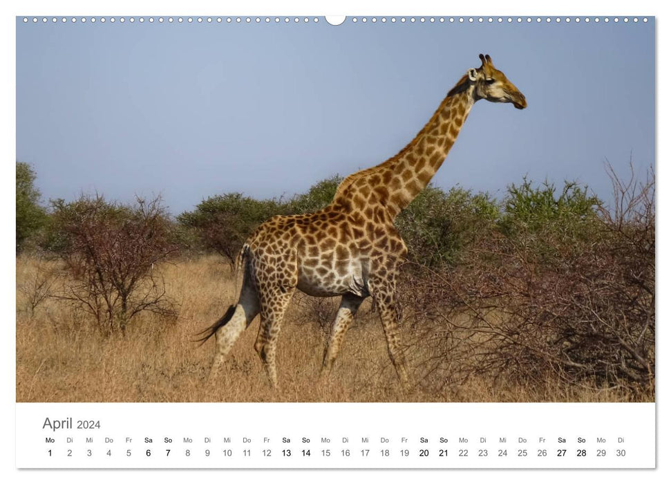 Afrique – Animaux dans le parc national Kruger (Calvendo Premium Wall Calendar 2024) 