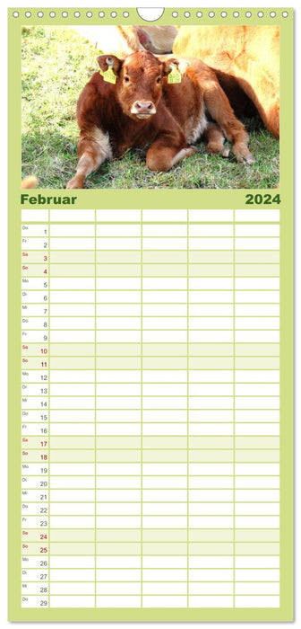 Rinder auf Eifeler Wiesen (CALVENDO Familienplaner 2024)