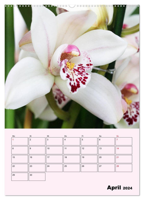 Orchideenliebe (CALVENDO Premium Wandkalender 2024)