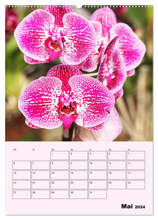 Orchideenliebe (CALVENDO Premium Wandkalender 2024)