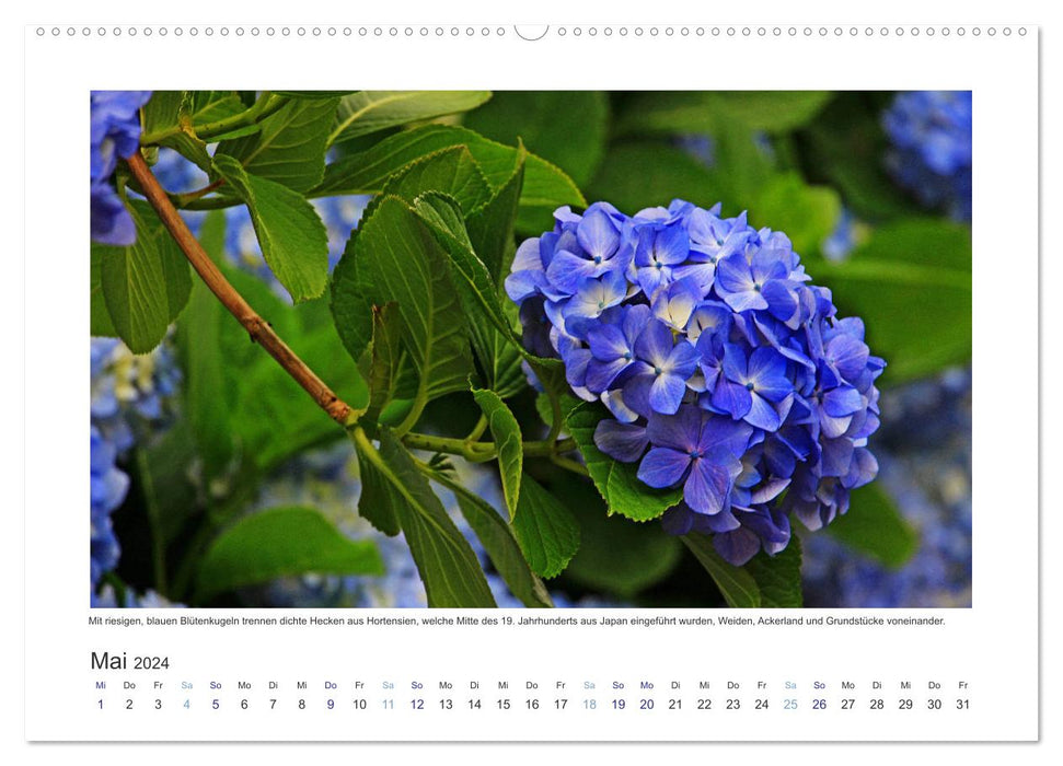 Île de Flores aux Açores - touche de couleur sur un volcan éteint au Portugal (calendrier mural CALVENDO 2024) 