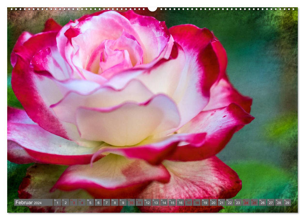 Pétales de roses magiques (Calendrier mural CALVENDO Premium 2024) 