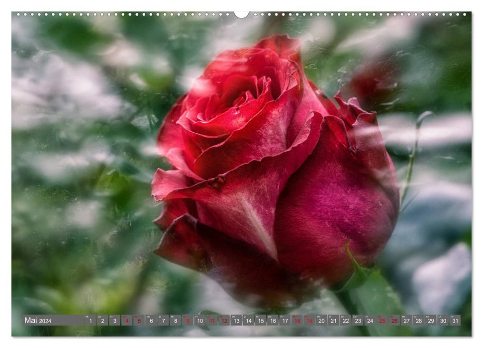 Zauberhafte Rosenblüten (CALVENDO Premium Wandkalender 2024)