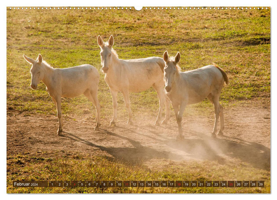 Adorables chiens à longues oreilles - la beauté des ânes (Calendrier mural CALVENDO Premium 2024) 