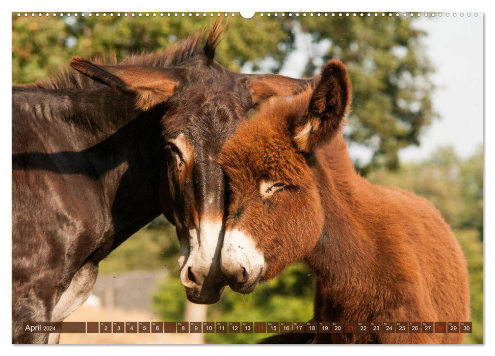 Liebenswerte Langohren - Die Schönheit der Esel (CALVENDO Premium Wandkalender 2024)