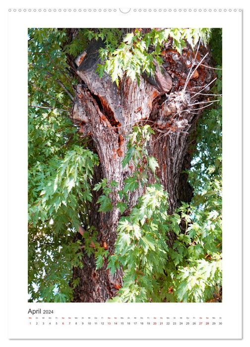 Bäume und ihre Gesichter (CALVENDO Premium Wandkalender 2024)