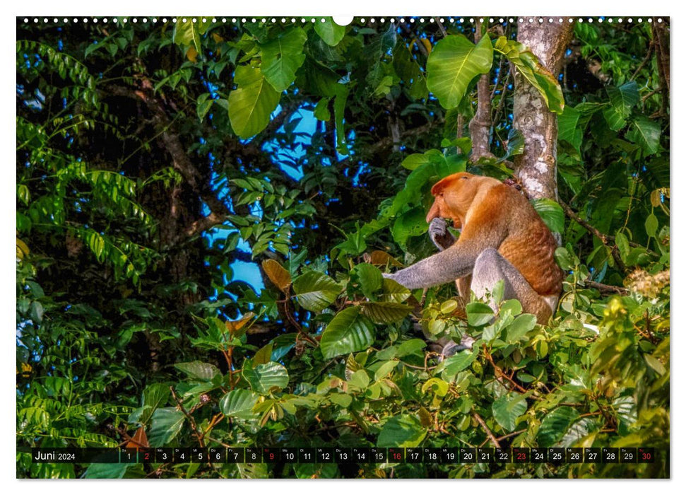 Borneo - Exotische Faszination (CALVENDO Wandkalender 2024)