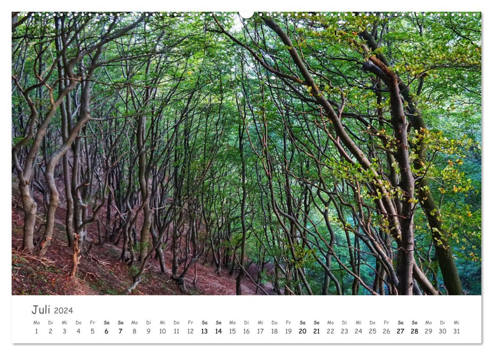 Forêt - forêts enchanteresses (Calendrier mural CALVENDO Premium 2024) 