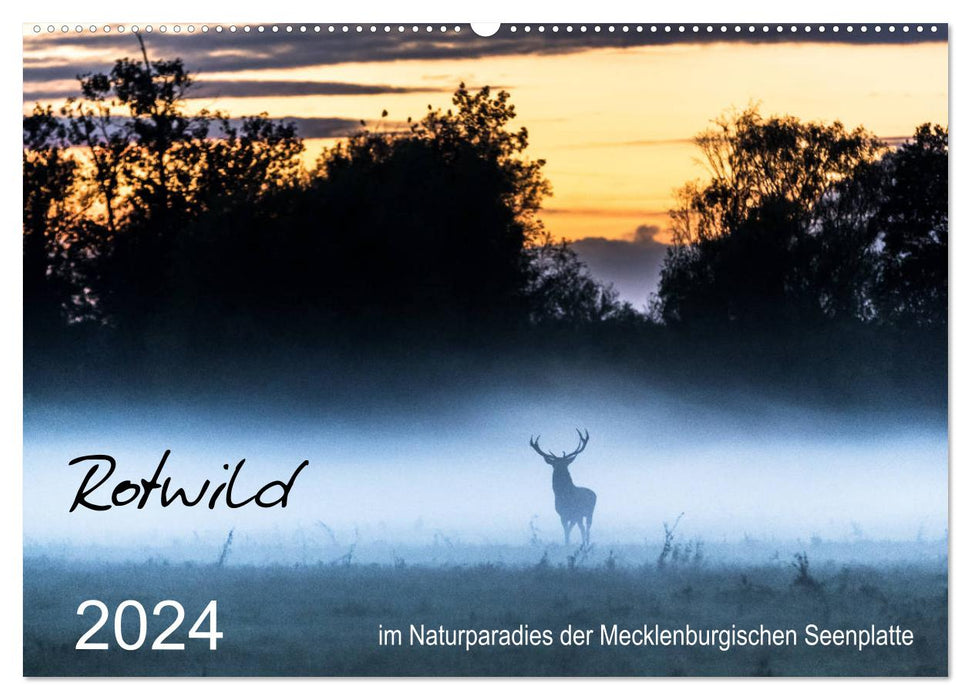 Rotwild - im Naturparadies der Mecklenburgischen Seenplatte (CALVENDO Wandkalender 2024)