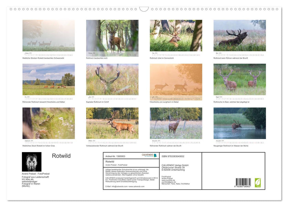 Rotwild - im Naturparadies der Mecklenburgischen Seenplatte (CALVENDO Wandkalender 2024)