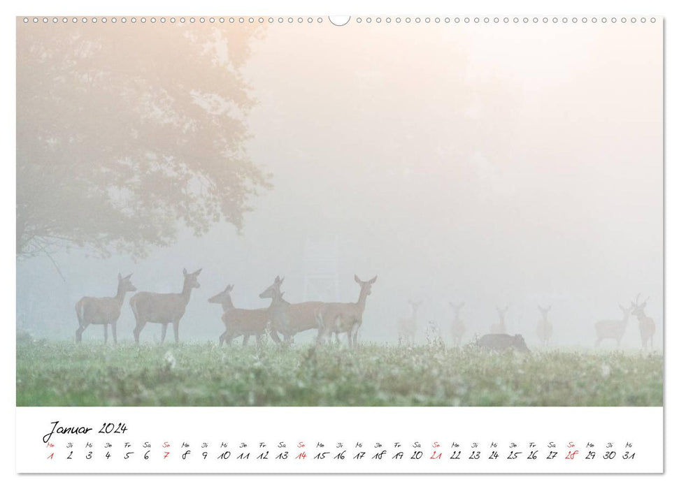 Cerf élaphe - dans le paradis naturel de la région des lacs du Mecklembourg (calendrier mural CALVENDO 2024) 