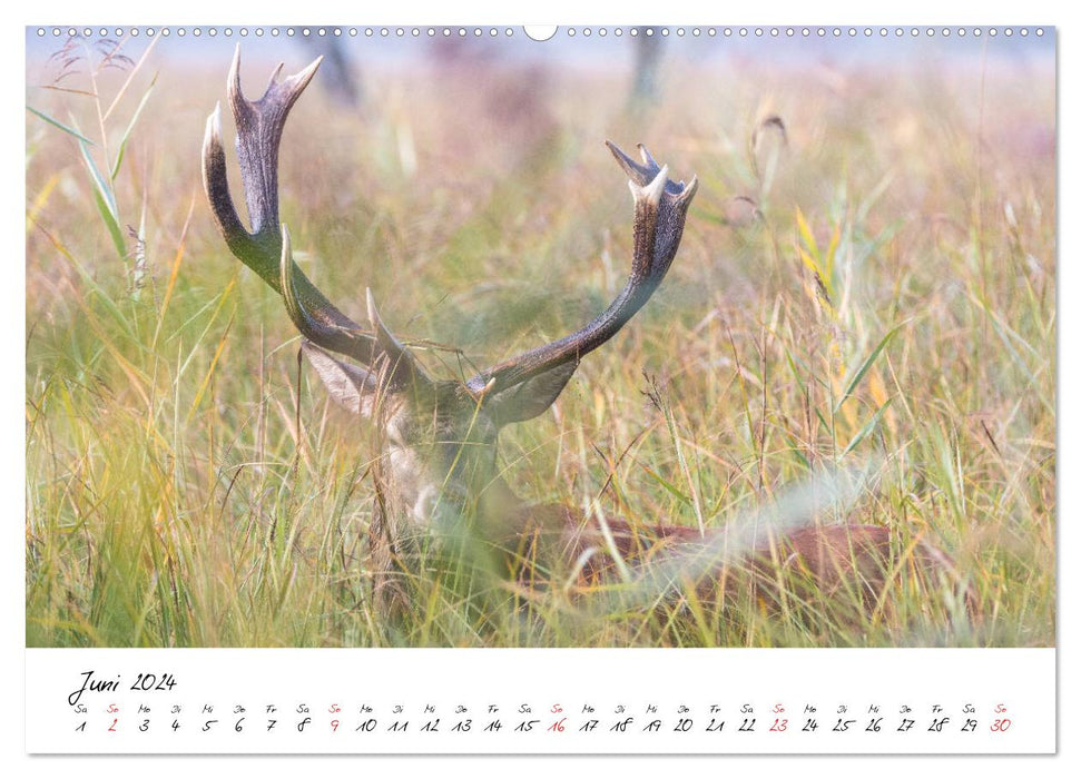 Rotwild - im Naturparadies der Mecklenburgischen Seenplatte (CALVENDO Wandkalender 2024)