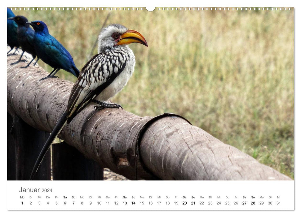 Afrique - Animaux du Parc National Kruger (Calendrier mural CALVENDO 2024) 