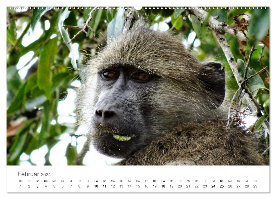 Afrique - Animaux du Parc National Kruger (Calendrier mural CALVENDO 2024) 