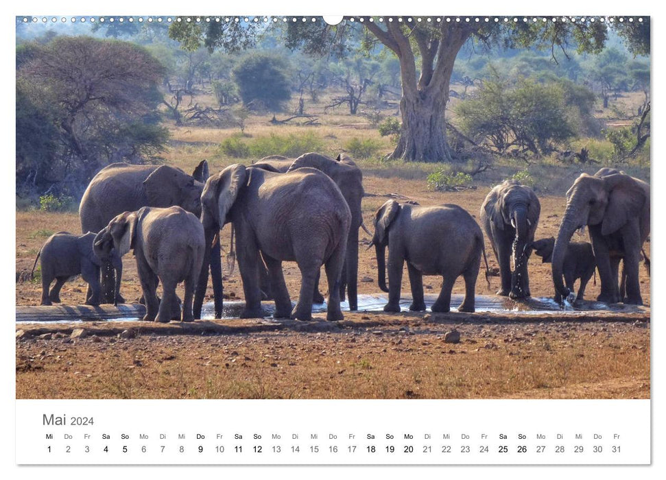 Afrika - Tiere im Krüger Nationalpark (CALVENDO Wandkalender 2024)