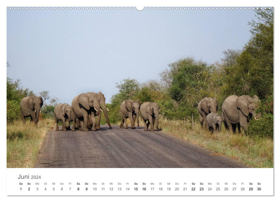 Afrique - Animaux du Parc National Kruger (Calendrier mural CALVENDO 2024) 