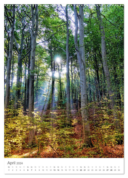 Forêt - paysages enchanteurs (Calendrier mural CALVENDO Premium 2024) 