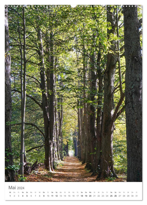 Forêt - paysages enchanteurs (Calendrier mural CALVENDO Premium 2024) 