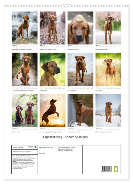 Ridgeback King - Arthurs Abenteuer (CALVENDO Wandkalender 2024)