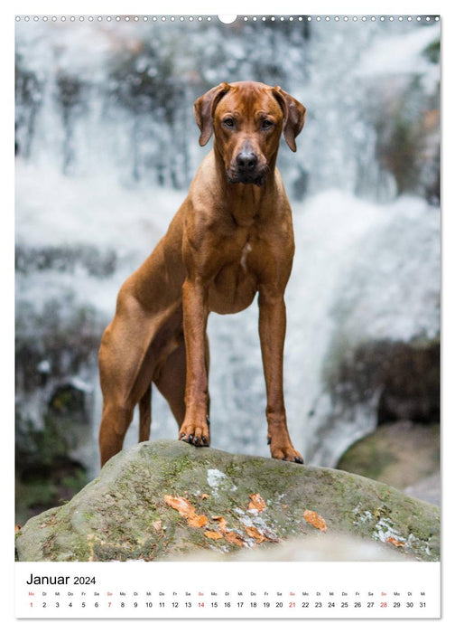 Ridgeback King - Arthurs Abenteuer (CALVENDO Wandkalender 2024)