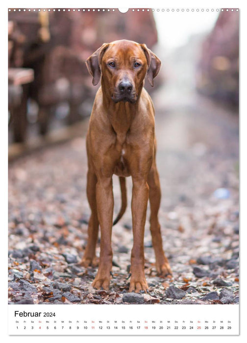 Ridgeback King - Arthurs Abenteuer (CALVENDO Wandkalender 2024)