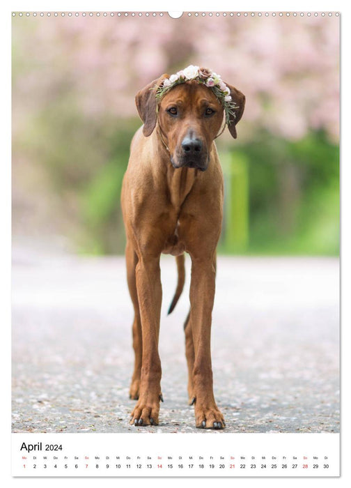 Ridgeback King - Arthurs Abenteuer (CALVENDO Wandkalender 2024)