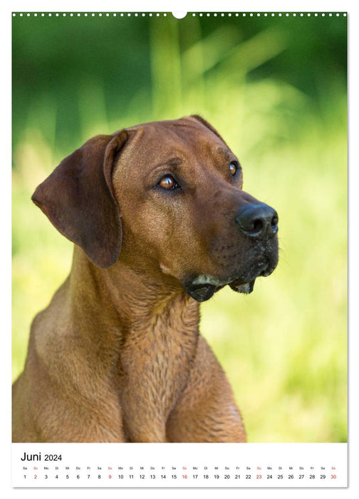 Ridgeback King - Arthurs Abenteuer (CALVENDO Wandkalender 2024)