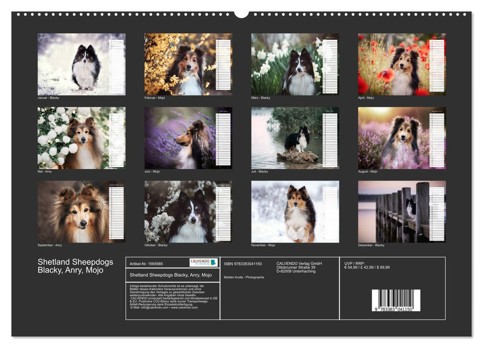 Shetland Sheepdogs Blacky, Anry, Mojo 2024 (CALVENDO Wandkalender 2024)