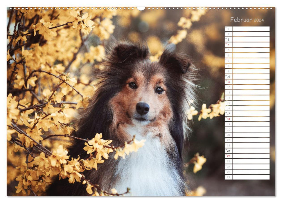 Shetland Sheepdogs Blacky, Anry, Mojo 2024 (CALVENDO Wandkalender 2024)