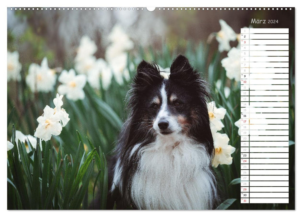 Shetland Sheepdogs Blacky, Anry, Mojo 2024 (CALVENDO Wandkalender 2024)