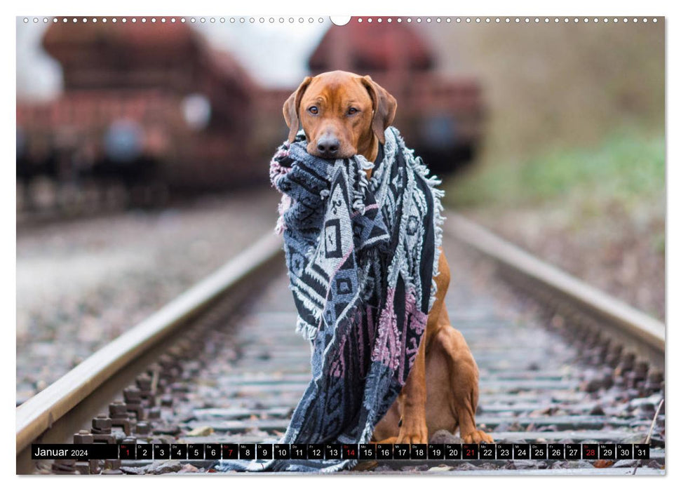 Ridgeback King (Calendrier mural CALVENDO 2024) 