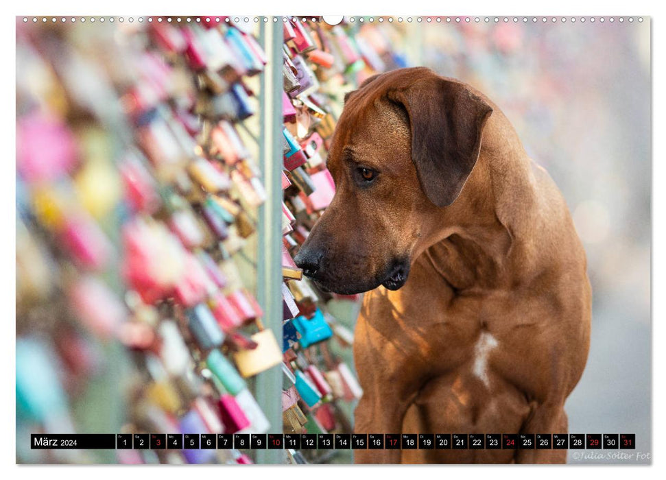 Ridgeback King (Calendrier mural CALVENDO 2024) 