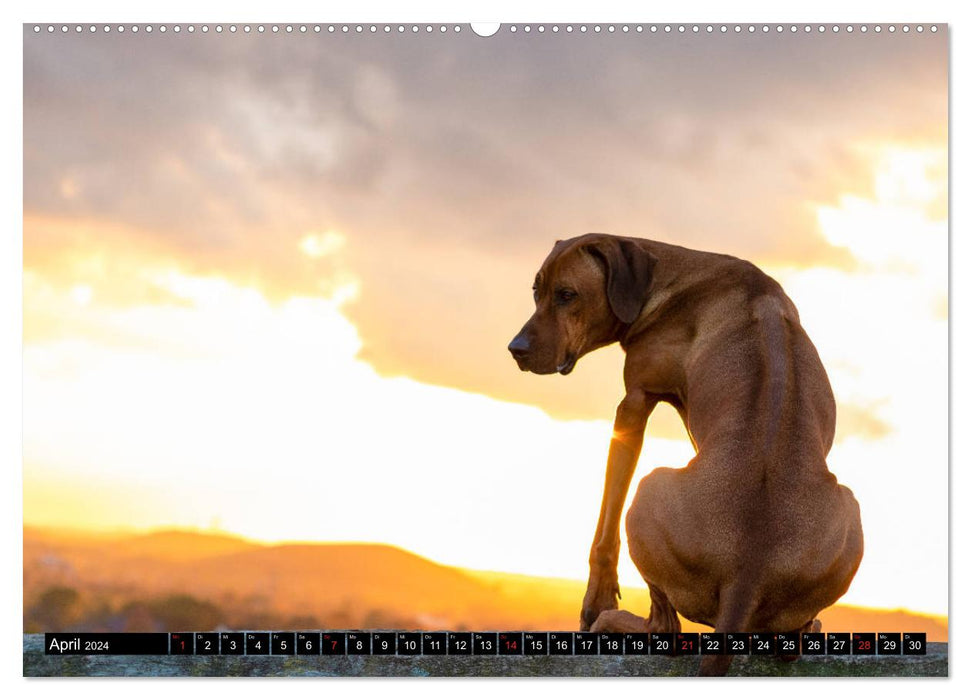 Ridgeback King (Calendrier mural CALVENDO 2024) 