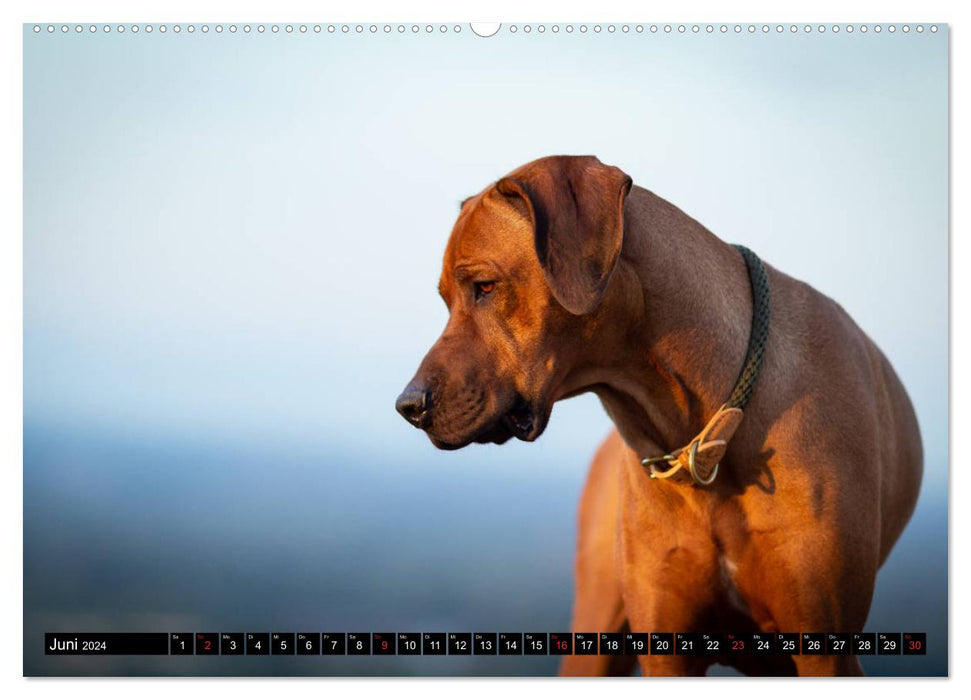 Ridgeback King (Calendrier mural CALVENDO 2024) 