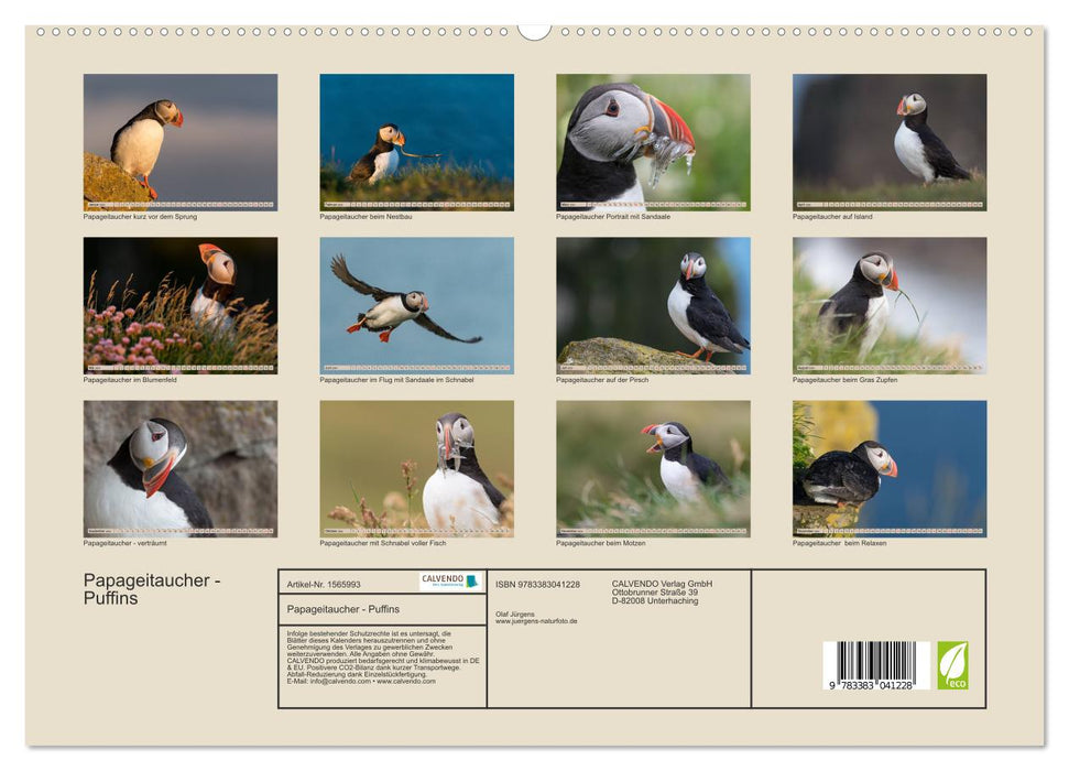 Papageitaucher - Puffins (CALVENDO Premium Wandkalender 2024)